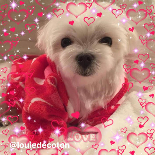 louie-de-coton-valentines