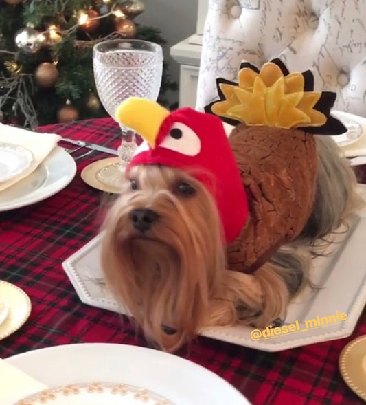 Thanksgiving Safety Tips for Dogs