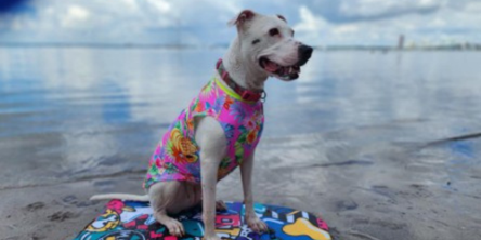 The Best Cooling Dog Shirt for Sun Protection and Summer Adventures