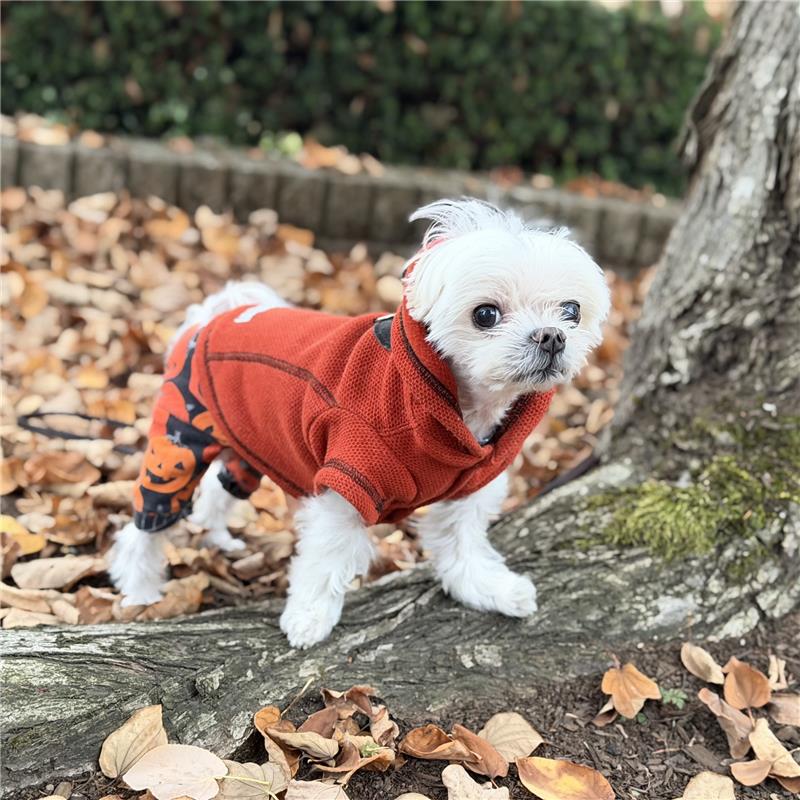 From Summer to Fall: Transitioning Your Dog's Wardrobe & Skin Care Louie de Coton From Summer to Fall: Transitioning Your Dog's Wardrobe & Skin Care Louie de Coton