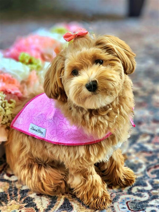 Critter Chic – Pink Heart Bandana