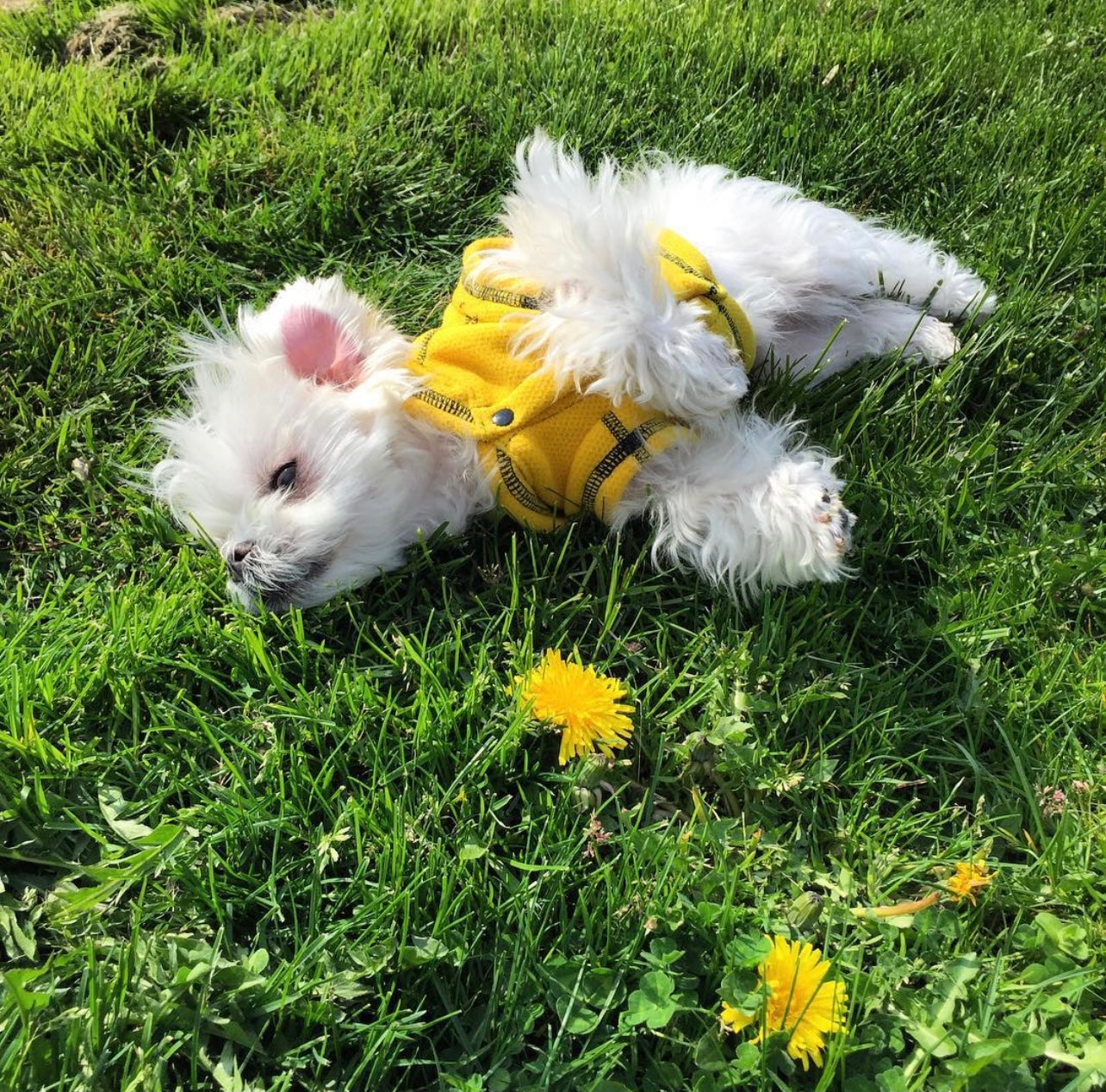 Calming Recycled Fleece Hoodie Jacket - Polartec® Thermal Pro® - Sun Flower