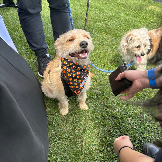 Cotton Bandana - Candy Cone