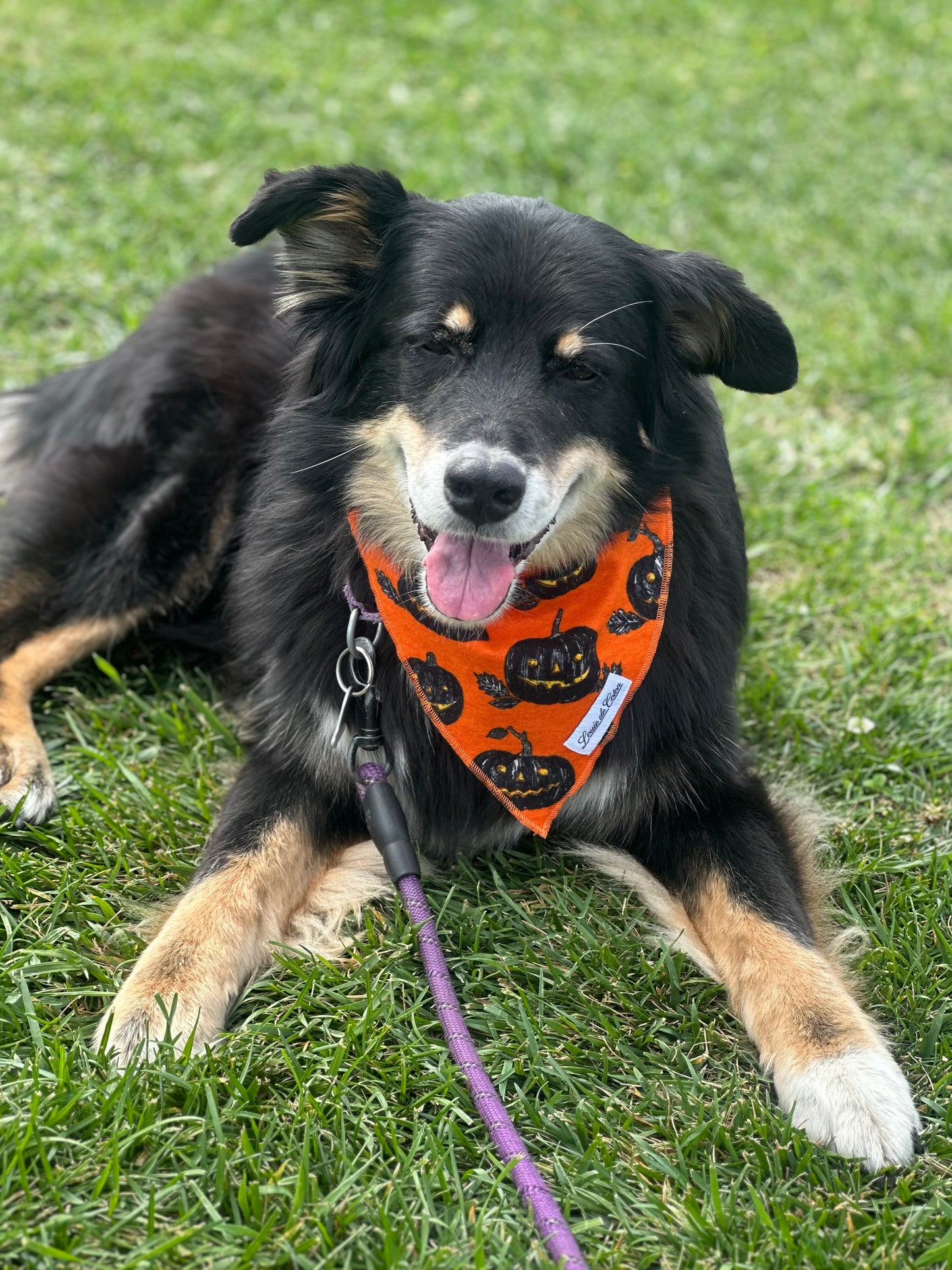 Halloween Bandana - Pumpkins