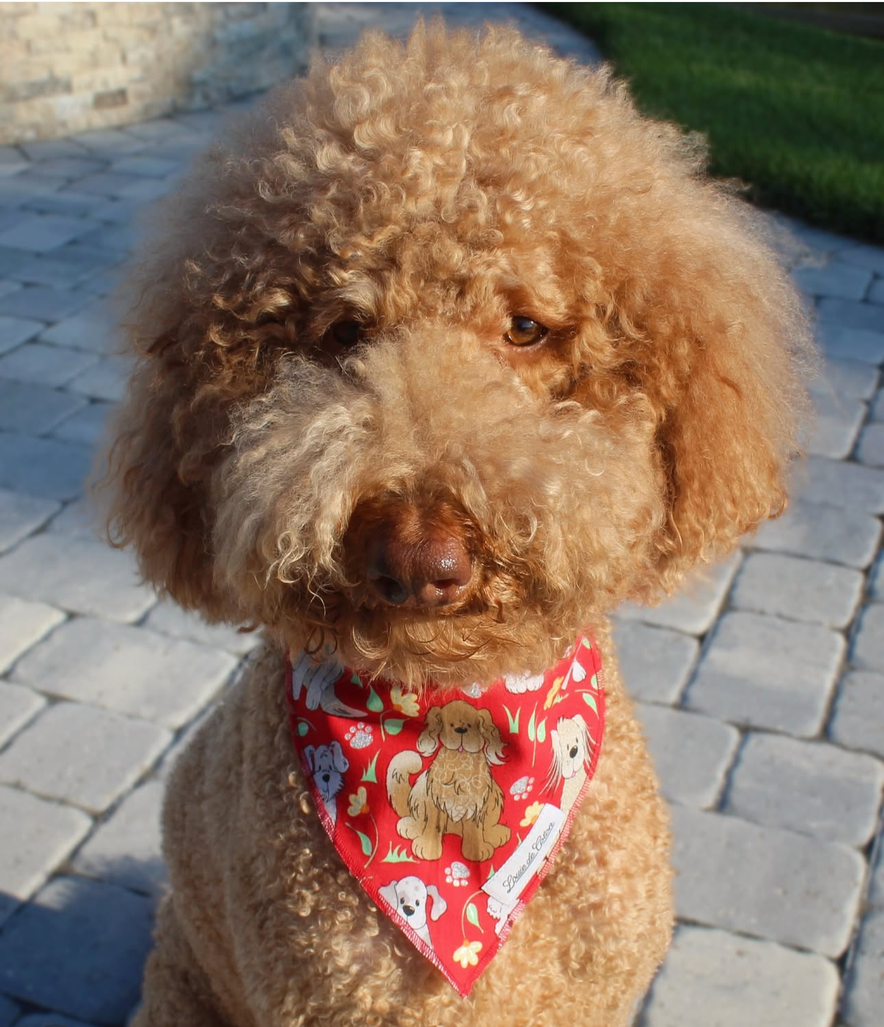 Pooch Pop Art – Dog Cartoon Bandana