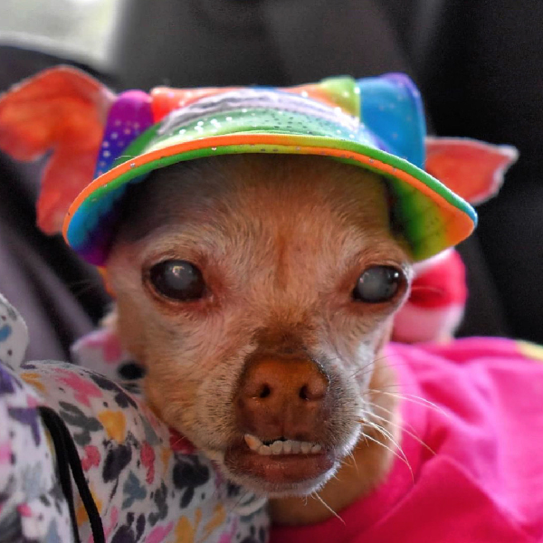 Cooling Dog Hat with UPF50+ - Black Light Activator - Rainbow Sparkle