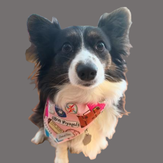 Traveler’s Tale – Bon Voyage Bandana
