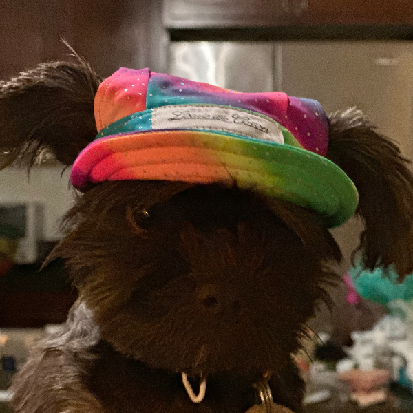 Cooling Dog Hat with UPF50+ - Black Light Activator - Rainbow Sparkle