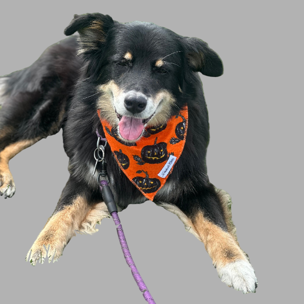 Halloween Bandana - Pumpkins