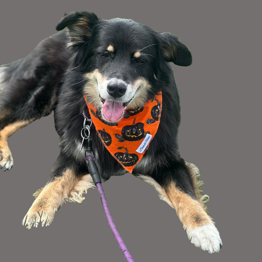 Halloween Bandana - Pumpkins