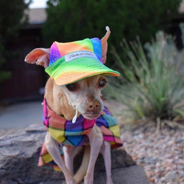Cooling Dog Hat with UPF50+ - Black Light Activator - Rainbow Sparkle