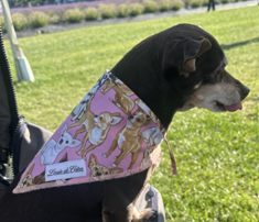 Pooch Pop Art – Chihuahua Dog Bandana