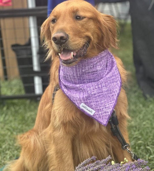Purple Plaid Dog Cat Bandana