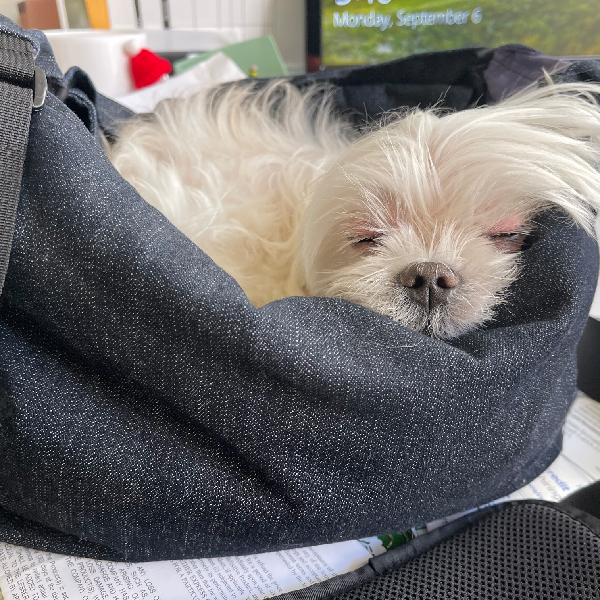 Organic Denim Calming Pooch Bag - Dark Blue