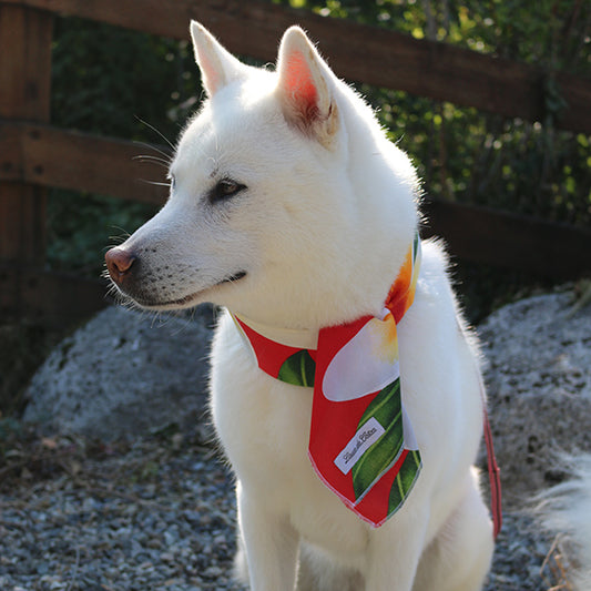 Cooling Neck Tie – Red Tropic