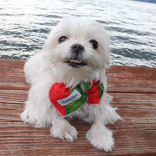 Cooling Neck Tie or Headband for Dogs and People - Red