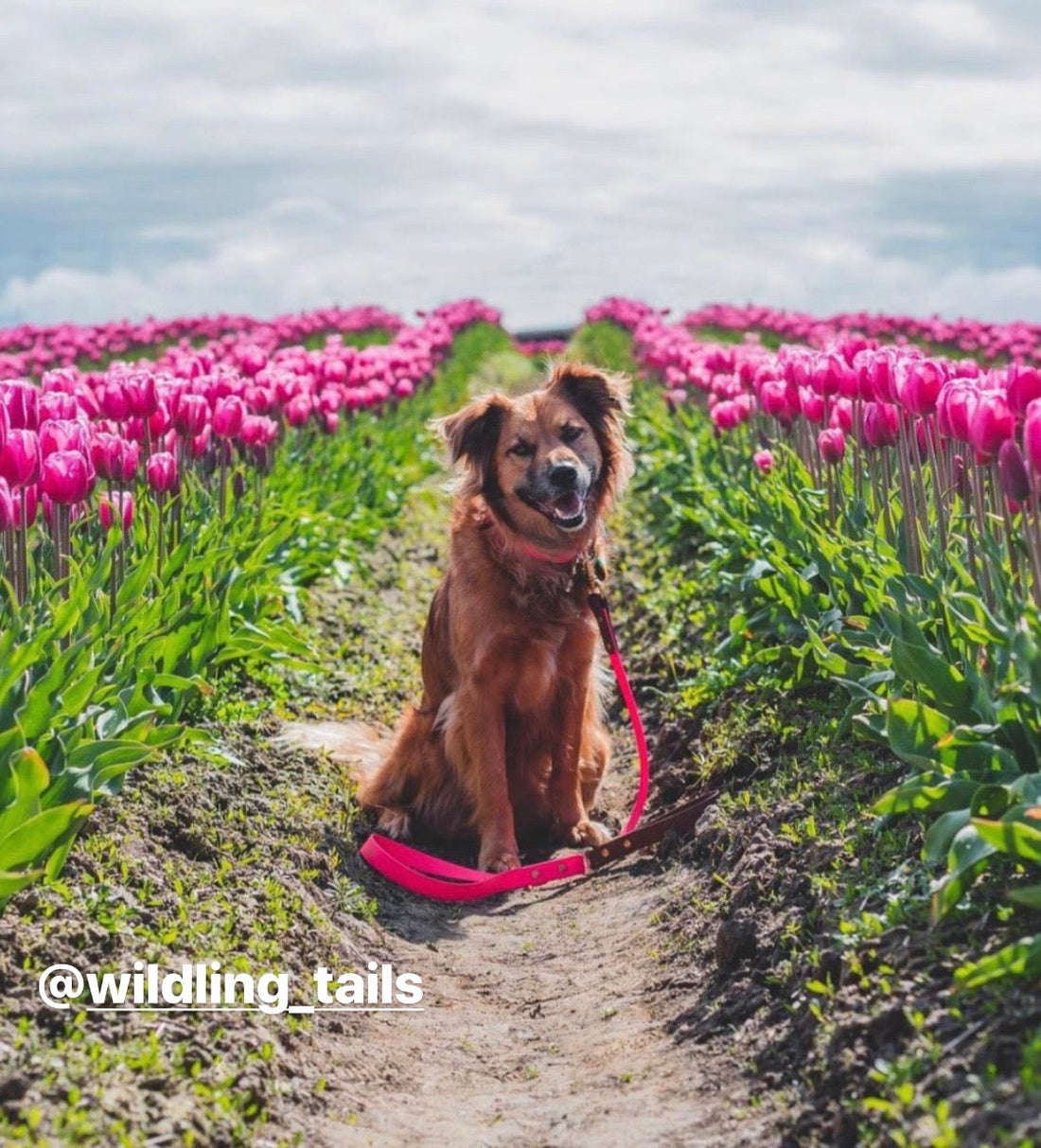 wilding tails on Louie de Coton
