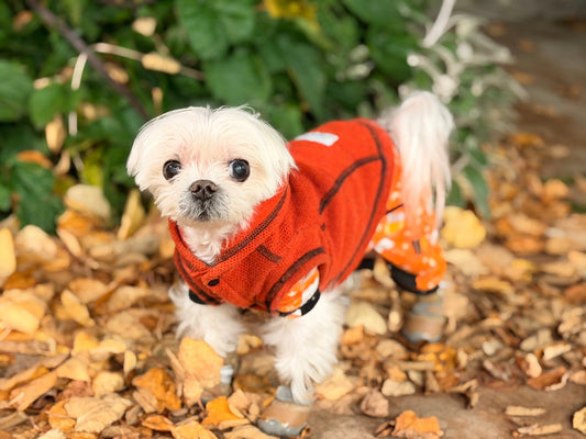 Halloween Safety Tips for Pets: Keep Your Dogs and Cats Comfortable