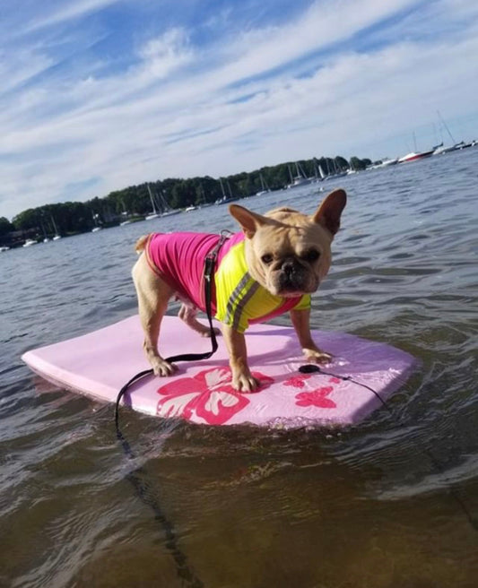 Beat the Heat and Sunburn on Your Dog