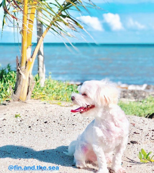 The Safest Sunscreen for Dogs - Louie de Coton