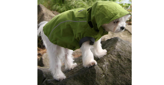 10 Fall Safety Tips For Dog Owners