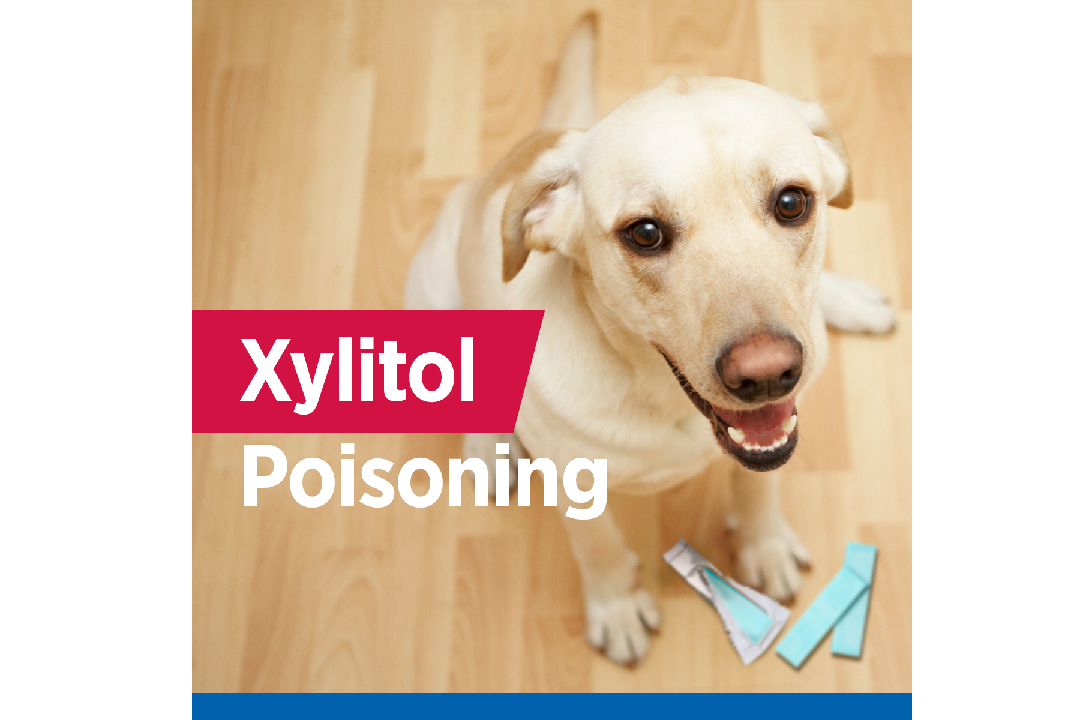 Xylitol: The Hidden Poison That Can Harm Your Dog