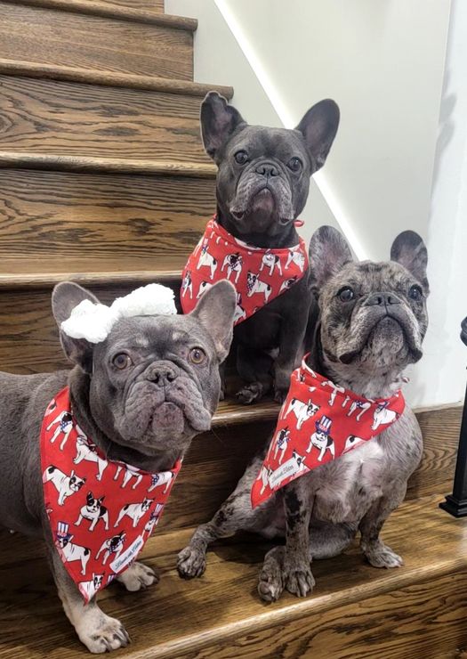 Pooch Pop Art – Frenchie Dog Bandana