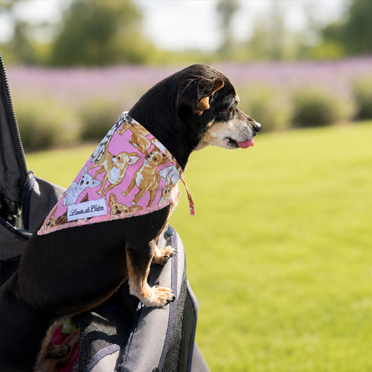 Pooch Pop Art – Chihuahua Dog Bandana