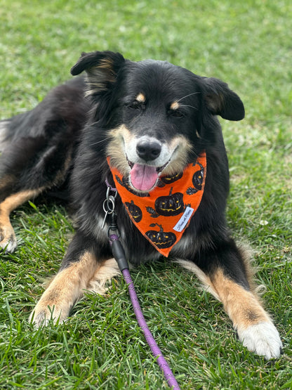 Halloween Bandana - Pumpkins