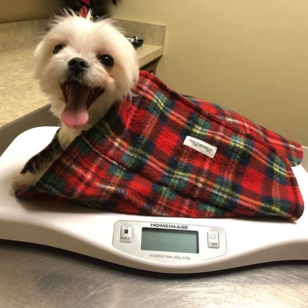 Stylish Bag Liner/Blanket - Classic Plaid