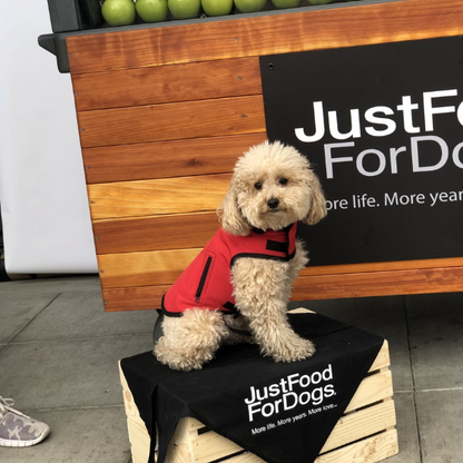 Waterproof Windproof Coat