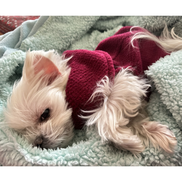 Calming Pullover Fleece Sweater For All Size Pups - Garnet