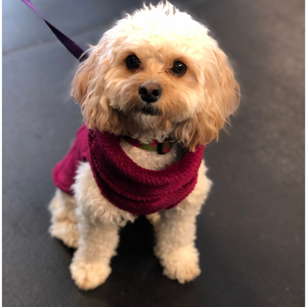 Calming Pullover Fleece Sweater For All Size Pups - Garnet