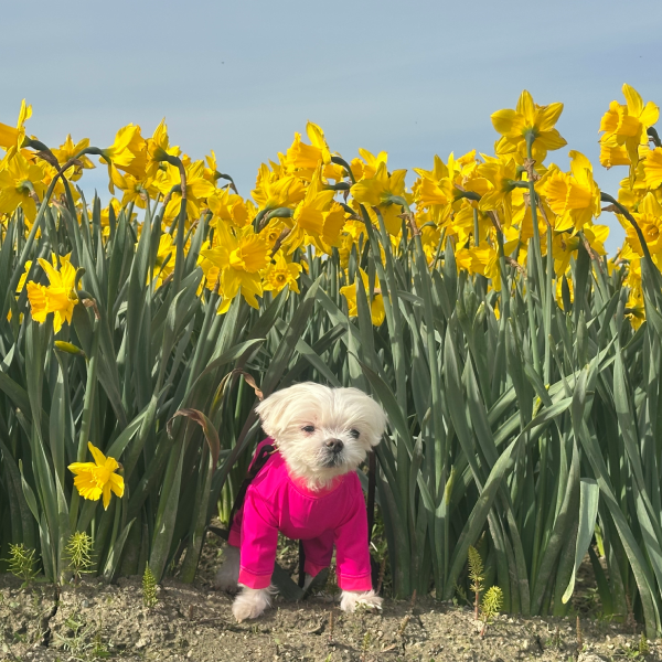 Calming Cooling UPF 50+ Sun Onesie - Orchid