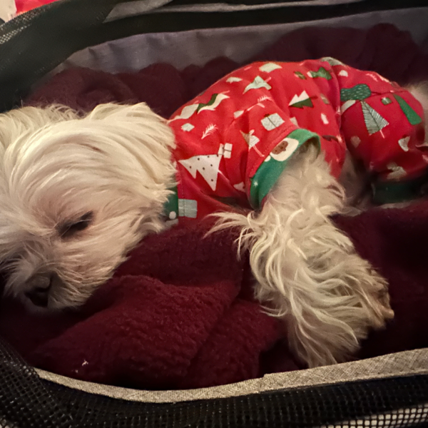 Handmade Cotton Pajamas - Festive Trees