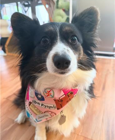 Traveler’s Tale – Bon Voyage Bandana